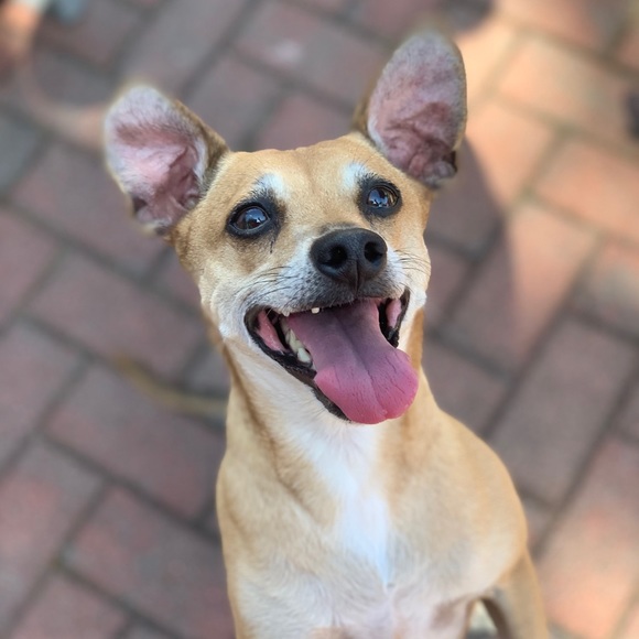 Meet your Posher, Talie - Picture 12 of 13